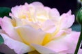 Image with shallow depth of focus - blooming pink rose, gentle petals close up. Royalty Free Stock Photo