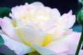 Image with shallow depth of focus - blooming pink rose, gentle petals close up. Royalty Free Stock Photo