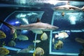 image of shark in aquarium with other fish especies Royalty Free Stock Photo