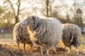 Image of sheep on the coutry side farm during sunset Royalty Free Stock Photo