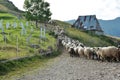 Image of sheep flock going up to the pasture on old mountain pebble road