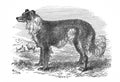 Image of Sheepdog in the old book The Encyclopaedia Britannica, vol. 7, by C. Blake, 1877, Edinburgh