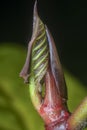 Shoot tip of the unknown tree plant.