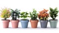 Potted Paradise: A Stunning Collection of Ornamental Plants for Your Home or Garden Royalty Free Stock Photo