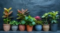 Potted Paradise: A Stunning Collection of Ornamental Plants for Your Home or Garden Royalty Free Stock Photo