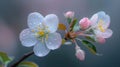 Flowering Crabapple Tree Blossom in Springtime Garden Royalty Free Stock Photo