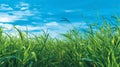 Green grass growing with blue sky and clouds