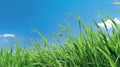 Green grass growing with blue sky and clouds