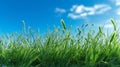 Green grass growing with blue sky and clouds