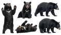 Various postures of a black bear Royalty Free Stock Photo