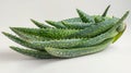 Freshly Cut Aloe Leaves on White Background for Natural Skincare and Health Remedies