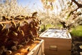 This image showcases a busy group of bees in a beehive, hard at work building and maintaining their nest, Organic bees swarming