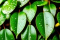 A close up of leaves with water droplets on them generated by ai Royalty Free Stock Photo