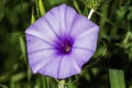 Vivid Purple Convolvulus Bloom in Detail