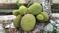 This image showcases a close-up view of a jackfruit hanging from a tree branch