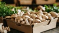Sustainable Mushroom Based Biodegradable Packaging Concept Royalty Free Stock Photo