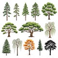 Diverse illustrations of various tree types and canopies in a forest setting Royalty Free Stock Photo