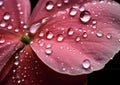 Close up shot of a red flower petal with water droplets after rain. Royalty Free Stock Photo