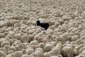 A stark contrast: a single black sheep stands out amidst a large flock of identical white sheep, creating a striking visual Royalty Free Stock Photo
