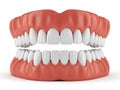 Detailed dental model displaying upper and lower teeth Royalty Free Stock Photo