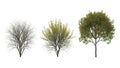 Tree Lifecycle Stages Bare, Blooming, Full Foliage Isolated on White Royalty Free Stock Photo