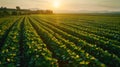 Efficient Irrigation System Boosts Soybean Crop Yield in Dry Season Royalty Free Stock Photo