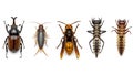Diverse insect collection displayed on white background in a detailed composition Royalty Free Stock Photo