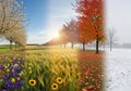 Image showcases four distinct seasons in a split view. Spring Royalty Free Stock Photo