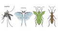 Diverse insect illustrations featuring a mosquito, luna moth, shield bug, and stick insect. Royalty Free Stock Photo