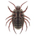 Detailed view of a mite s underside isolated on transparent background Royalty Free Stock Photo