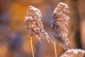 Frost-Dusted Reed Plumes in Winter Light