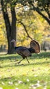Proud turkey confidently strutting through a grassy field bordered by trees under soft sunlight. Wildlife concept Royalty Free Stock Photo