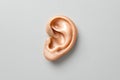 Close-up View of Realistic Human Ear Model on Light Background for Anatomical Study Royalty Free Stock Photo
