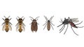 Lineup of Various Insect Illustrations Isolated on White Background Royalty Free Stock Photo