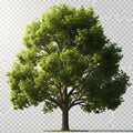 A lush green tree with dense foliage and sturdy trunk against a transparent background Royalty Free Stock Photo