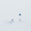 Three Grey Herons in Flight and at Rest Over a Calm Body of Water Royalty Free Stock Photo