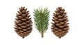 Three pine cones and a sprig of pine needles displayed against a plain background Royalty Free Stock Photo