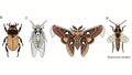 Illustrated array of diverse insects against a clear white background Royalty Free Stock Photo