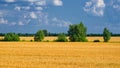 The image showcases a vast, golden wheat field under a clear blue sky with fluffy white clouds and distant green trees Royalty Free Stock Photo