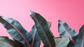 Banana Leaves on Pink Background Royalty Free Stock Photo