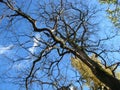 A picturesque branching black tree with fallen leaves on the background of a tree with foliage