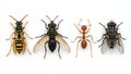Close-up showing diverse insect specimens isolated on a clean white background. Royalty Free Stock Photo