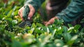 Trimming the Garden: Home Decor with Pruned Hedges