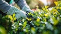 Trimming the Garden: Home Decor with Pruned Hedges