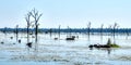 Image showcasing a landscape depiction of a herd of water buffaloes gathering in a shallow swampy Cambodian lake Royalty Free Stock Photo