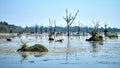 Image showcasing a multitude of dead trees standing on a flooded swampy area on a hot day, landscape view Royalty Free Stock Photo