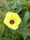 an image showing a beautiful hibiscus rose