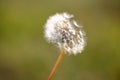 Dandelion seeds waiting for wind. Royalty Free Stock Photo