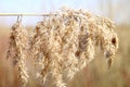 Plume of dry wild grass. Royalty Free Stock Photo