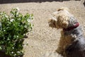 Lakeland Terrier Dog Puppy with Flowers